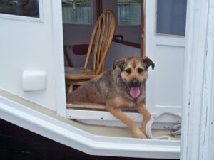 dog on a boat